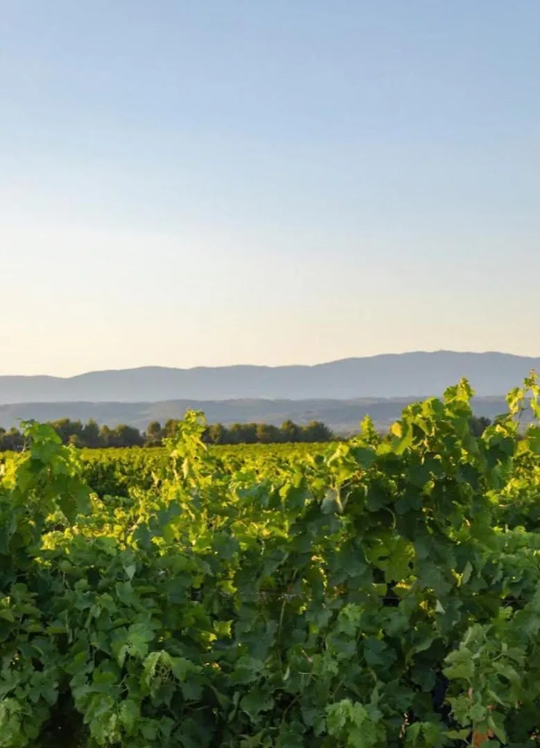 La Tiny House Des Vignes Du Chateau De Vauclaire Meyrargues 0*,
